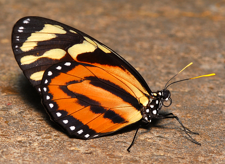 Tiger-mimic Queen