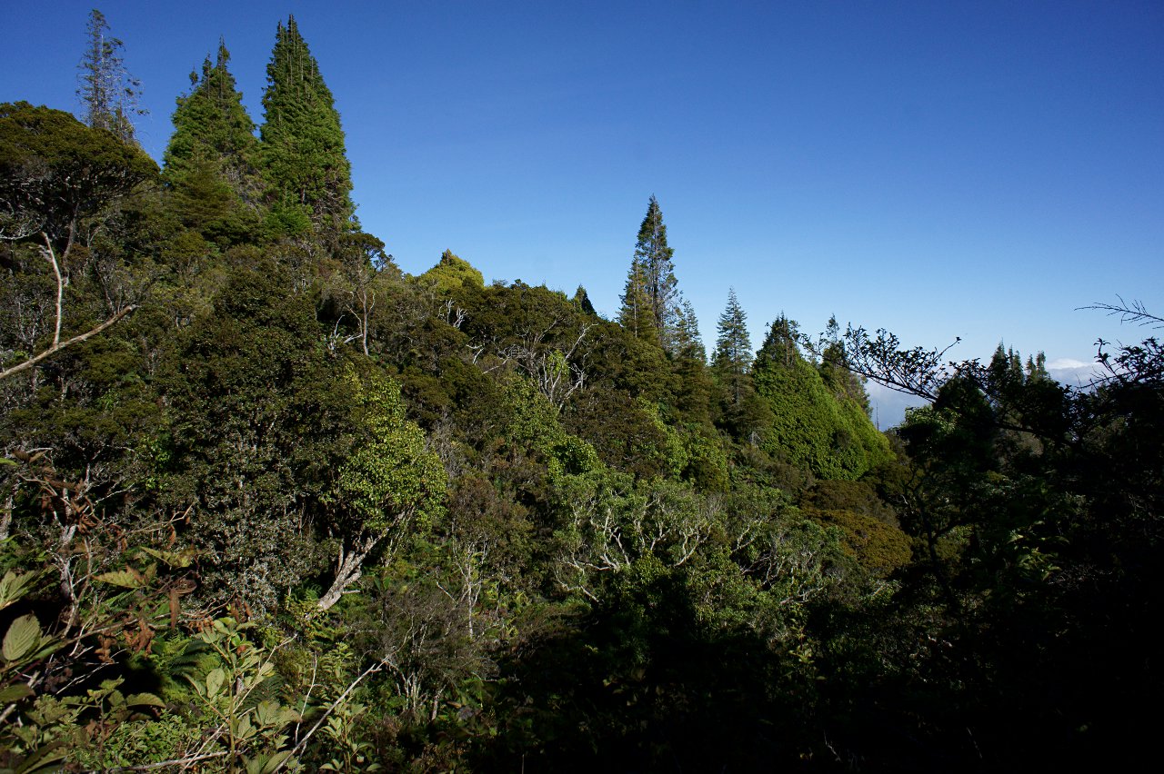 Forest Boundary