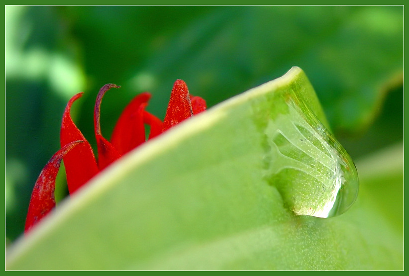 <B>Hanging on a Hosta</b>