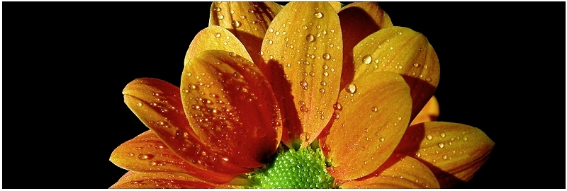 <b>9th Place (tie)</b><br>Orange * <br> by Derya Uzturk