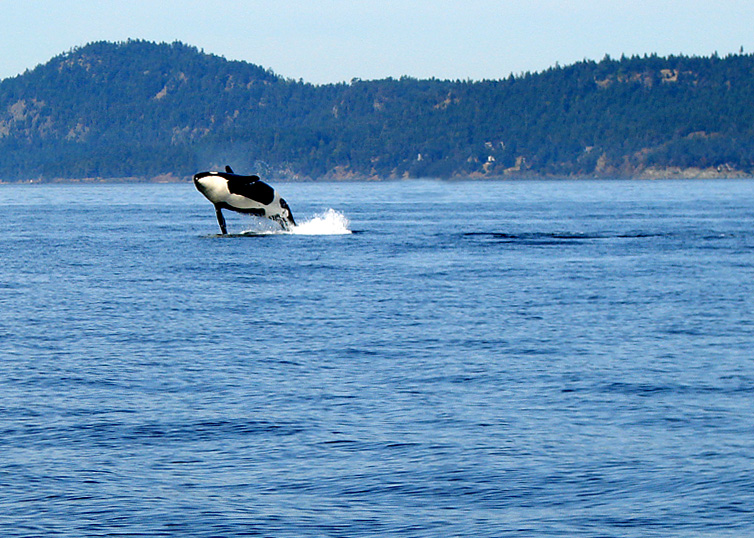 Free Willy 1993