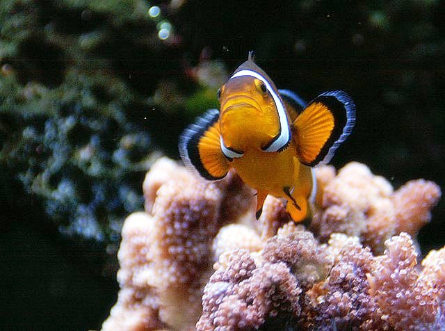 Finding Nemo (2003)