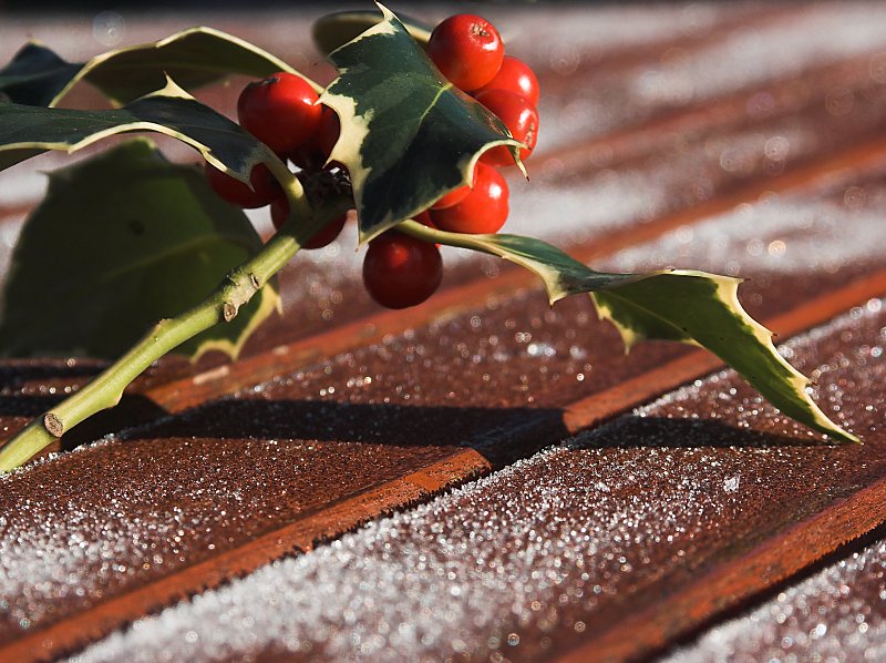 10th: Jolly Holly<br>by Danger Dunc