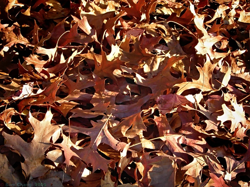 Jag Edge Leaves