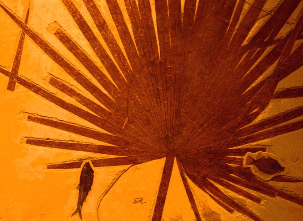 Fossile Leaf<br>by Norbert