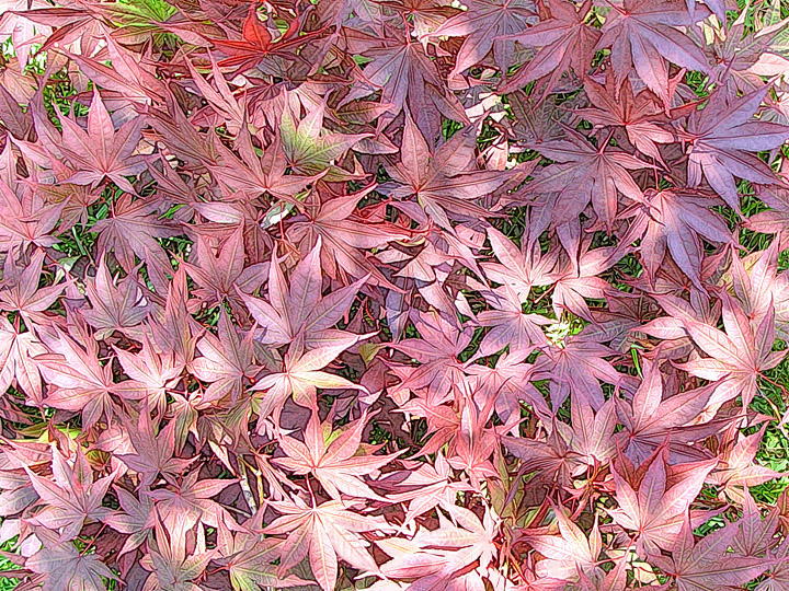 Color by Nature