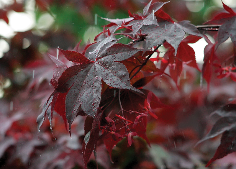 Splashed Leaves