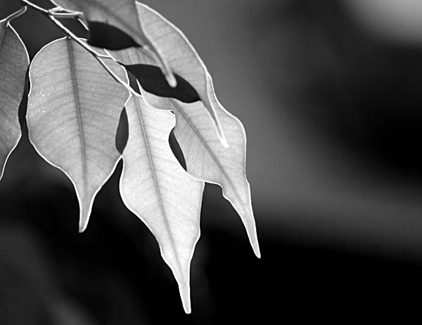7th: Ficus Morning Light