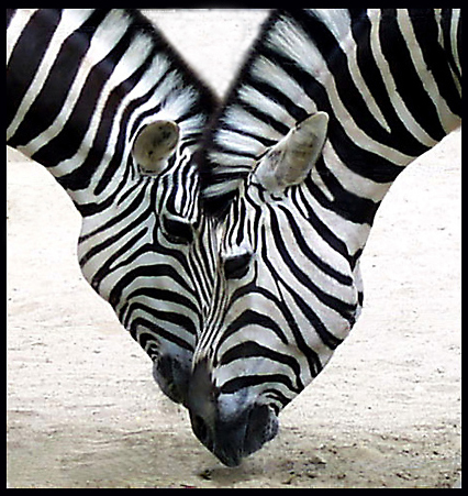 Black & White  by Brian H Kelly - 1st place winnner