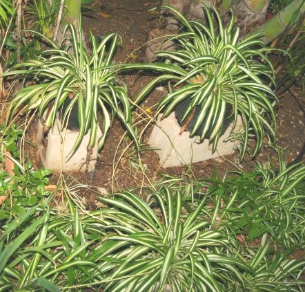 Spider Plants