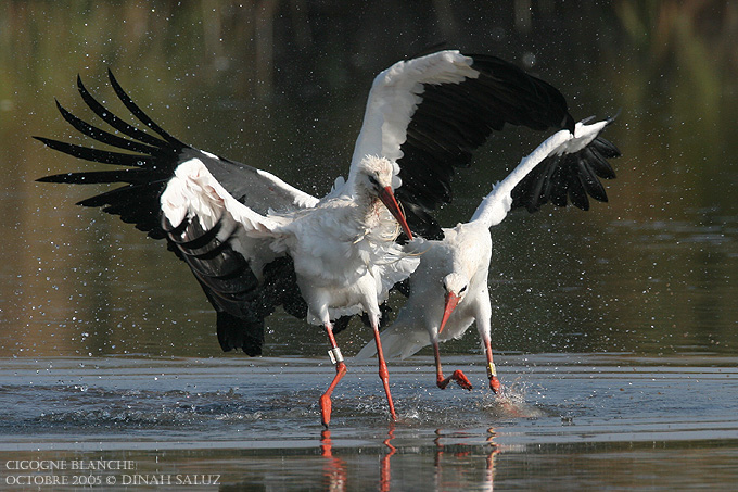 Cigogne blanche - White Stork