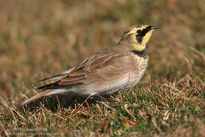 Alouette-haussecol - Horned Lark