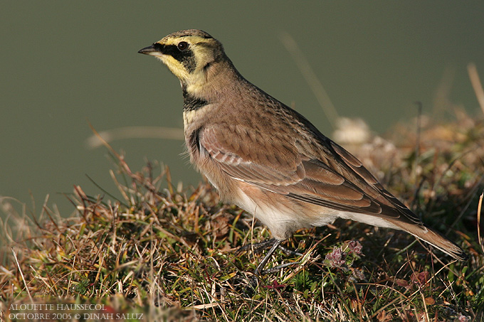 Alouette-haussecol - Horned Lark