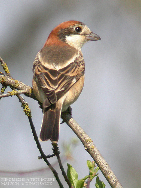 Pie-griche  tte rousse - Woodchat Shrike