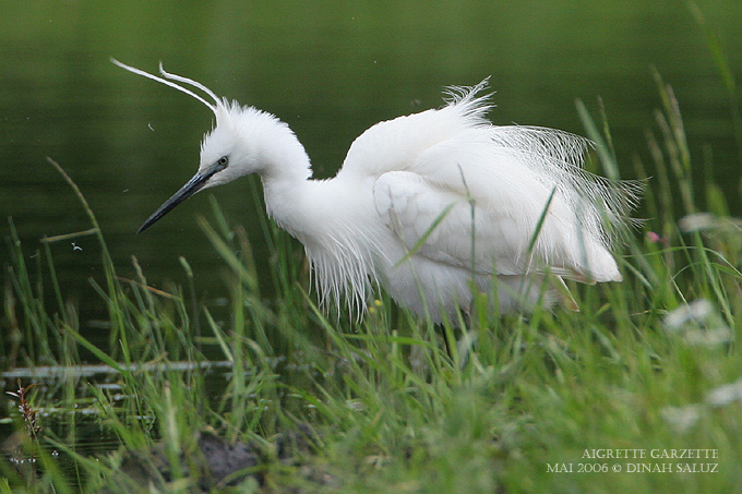 Aigrette garzette - Little Egret