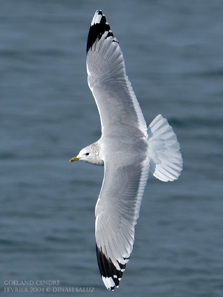 Goland cendr - Common Gull