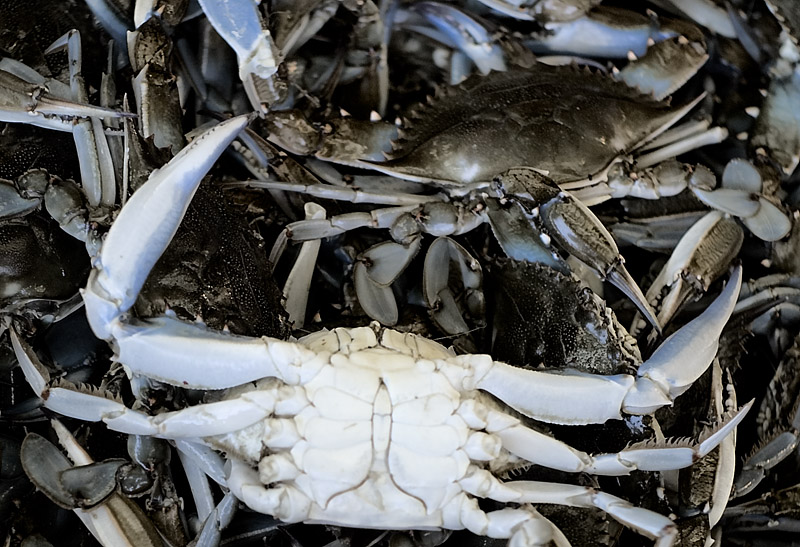 blue crab -- bottoms up