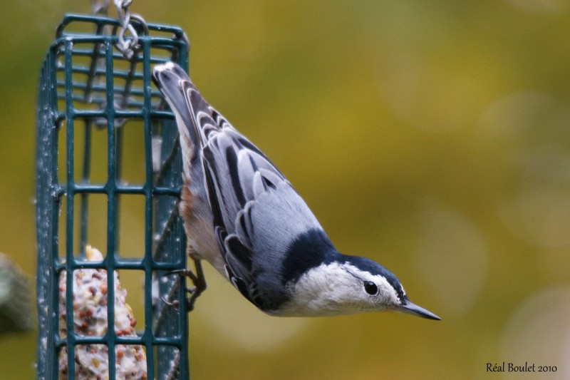 Sittelle  poitrine blanche (White-breasted Nuthatch)