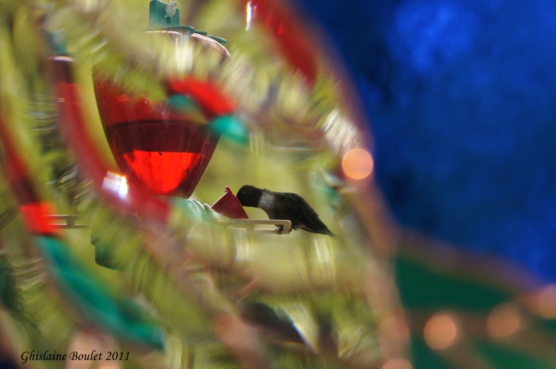 Colibri  gorge rubis (Ruby-throated Hummingbird)