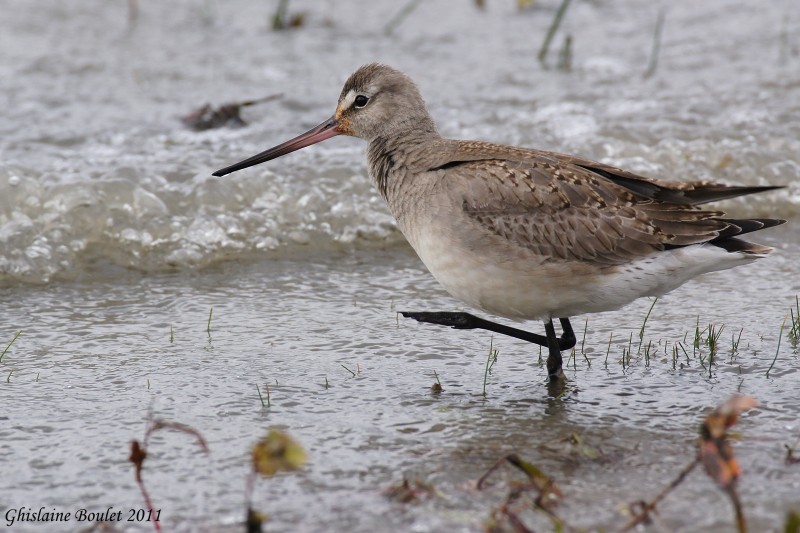 Barge hudsonienne (Hudsonian Godwit)