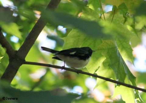 Black-throated blue warbler