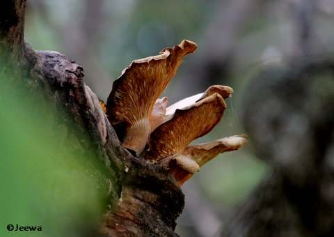 Fungi, probably oyster mushrooms