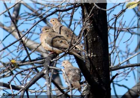 Mourning Doves