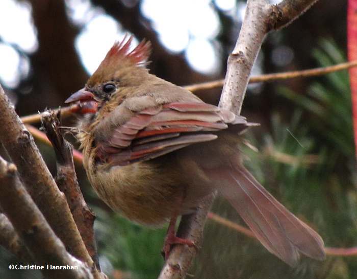 Northern cardinal, female