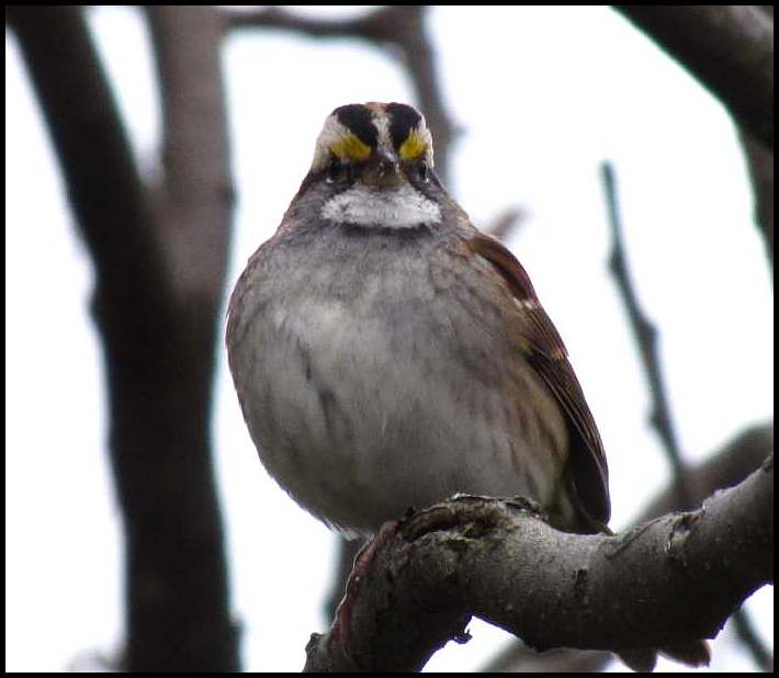 White-throated sparrow