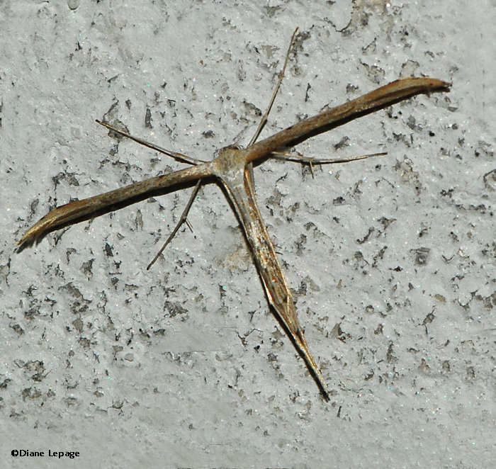 Morning-glory Plume moth (<em>Emmelina monodactyla</em>), #6234