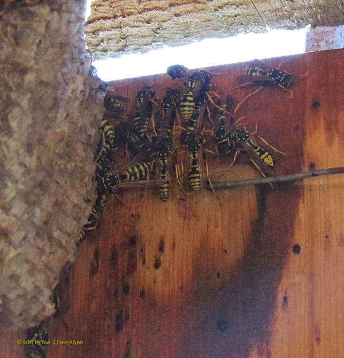 Polistes dominulus in nest box