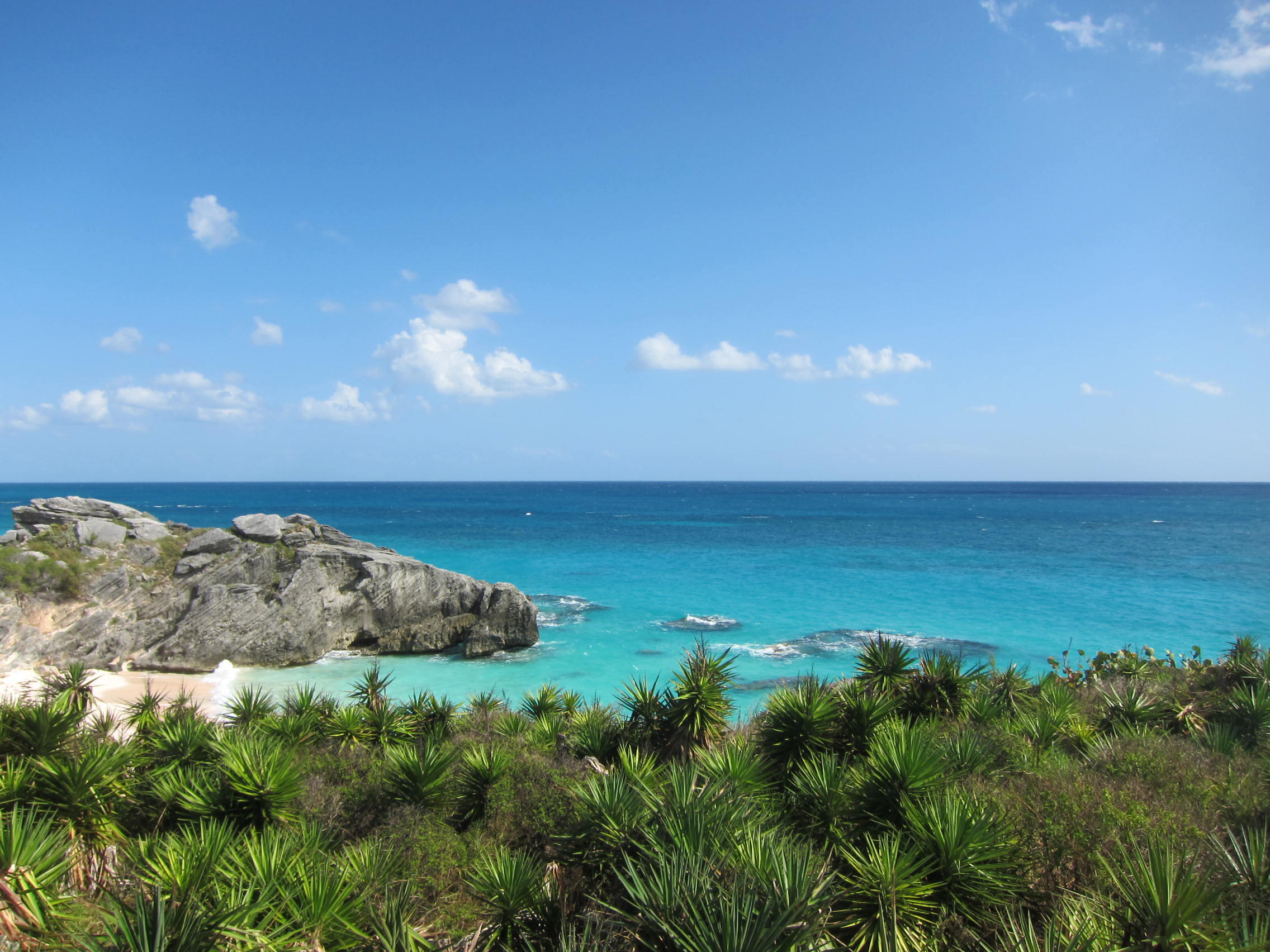 Green Plants and Blue Ocean
