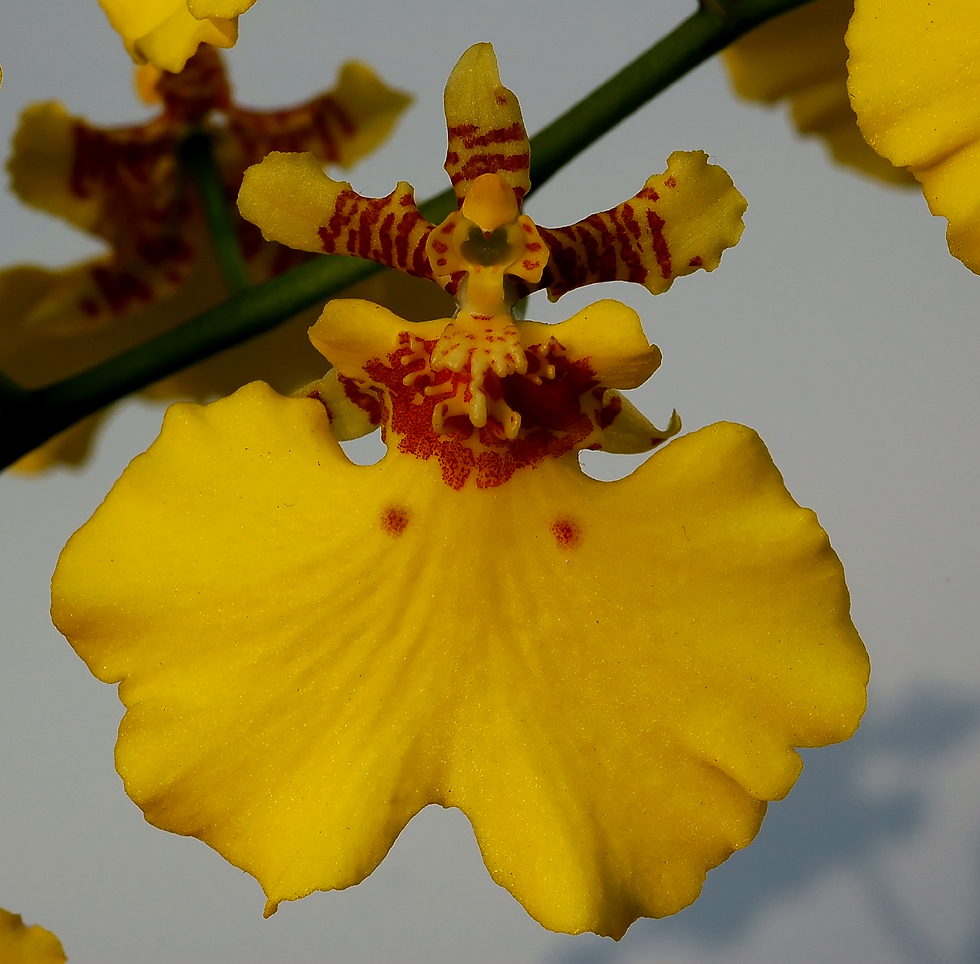 Oncidium maroesja