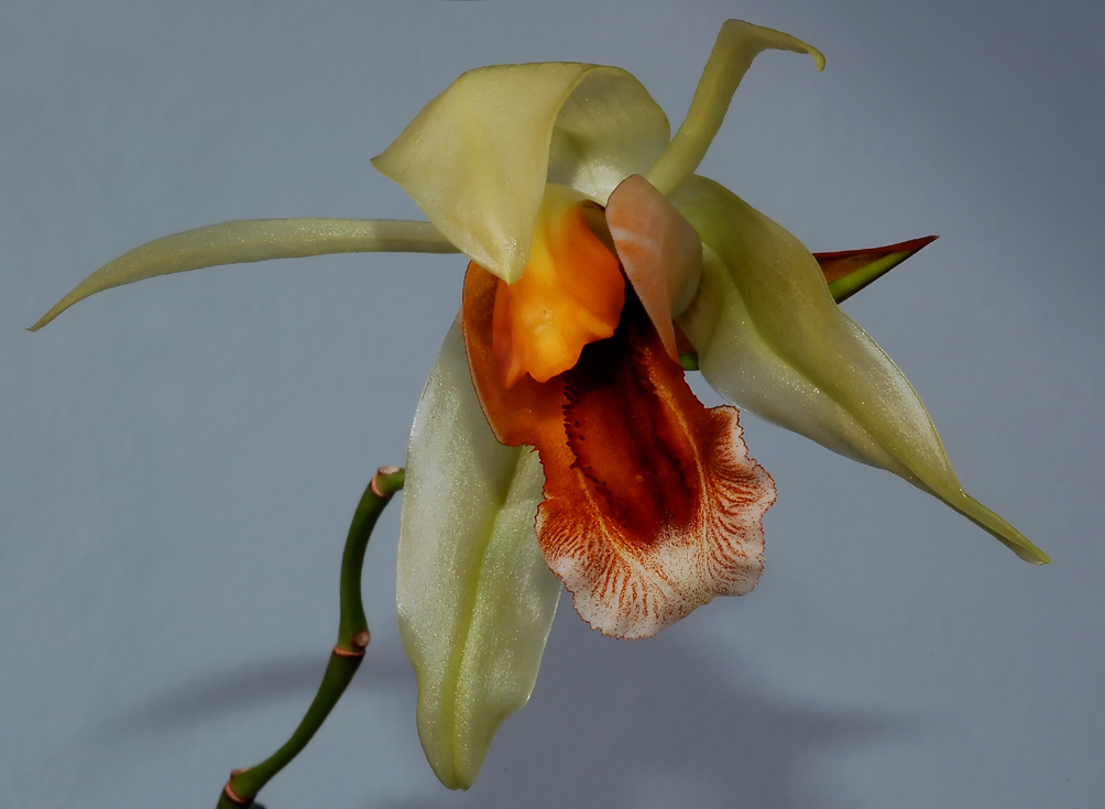 Coelogyne celebensis, fresh