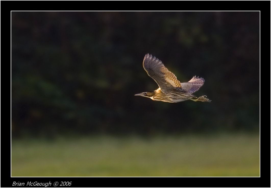 Bittern2_Ladywalk_03-11-06.jpg