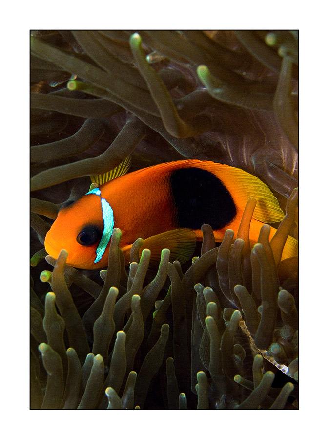 Lipe dusky clownfish