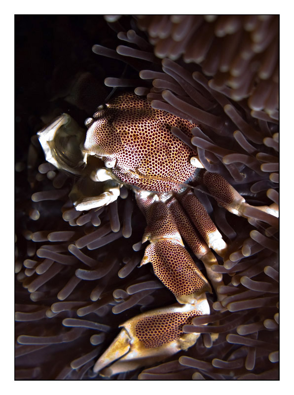 Porcelain crab in Phuket anemones