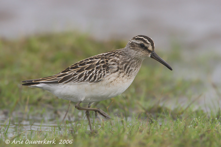 Broad-billed Sandpiper - Breedbekstrandloper - Limicola falcinellus