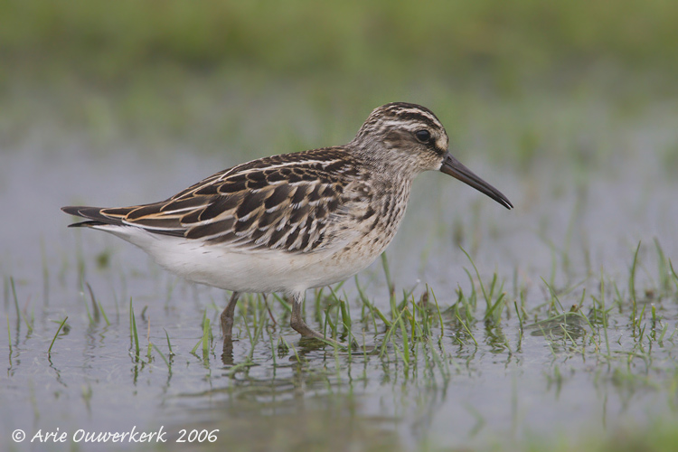 Broad-billed Sandpiper - Breedbekstrandloper - Limicola falcinellus