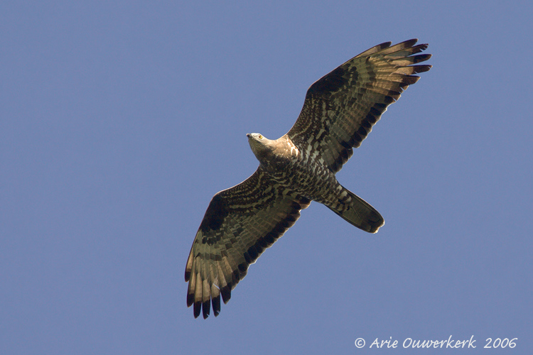 European Honey Buzzard - Wespendief - Pernis apivorus