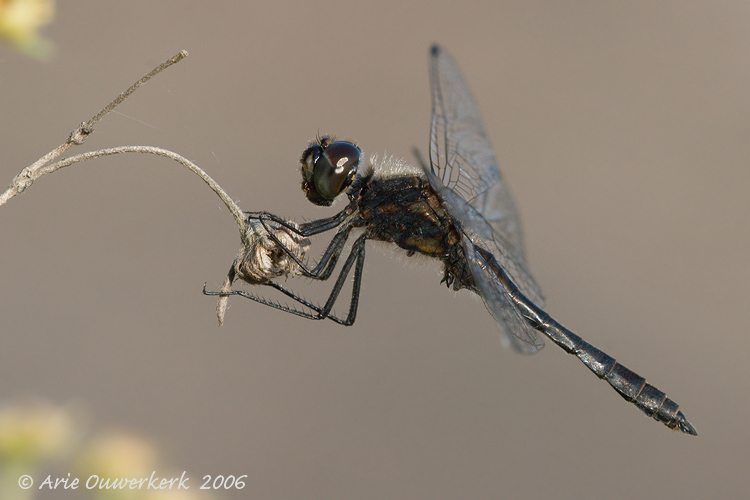 Black Darter - Zwarte Heidelibel - Sympetrum danae