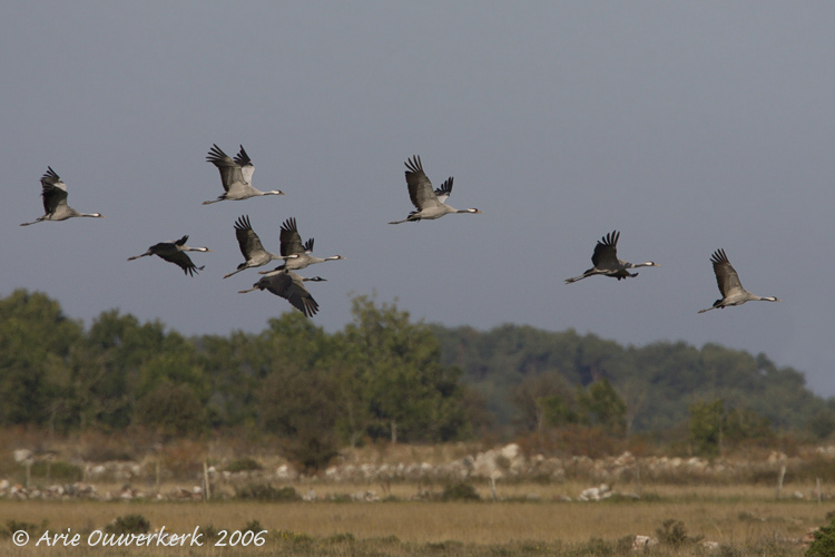 Common Crane - Kraanvogel - Grus grus