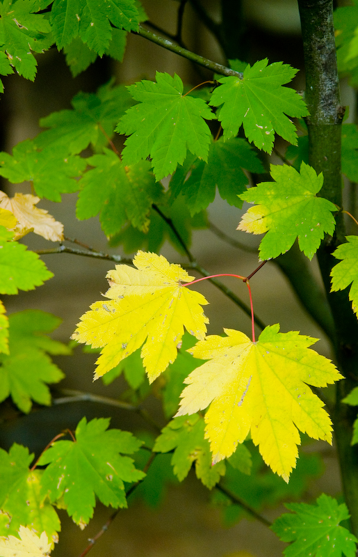 Maple Leaves I