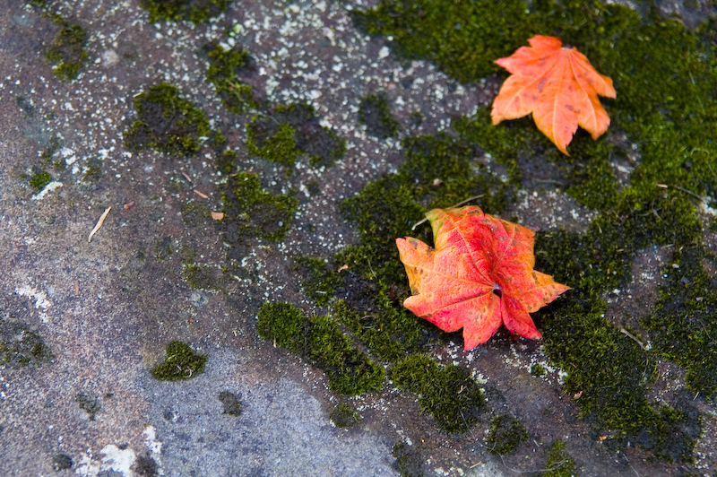 Maple Leaves VI