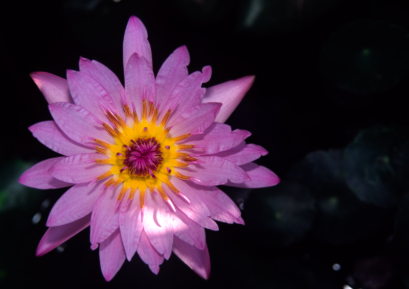 Water Lily - Imperial Chiang Mai Resort