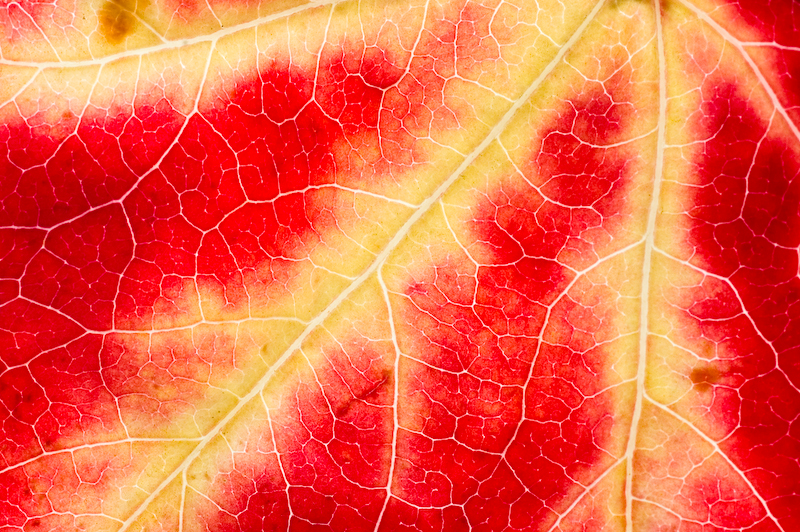 Pin Oak