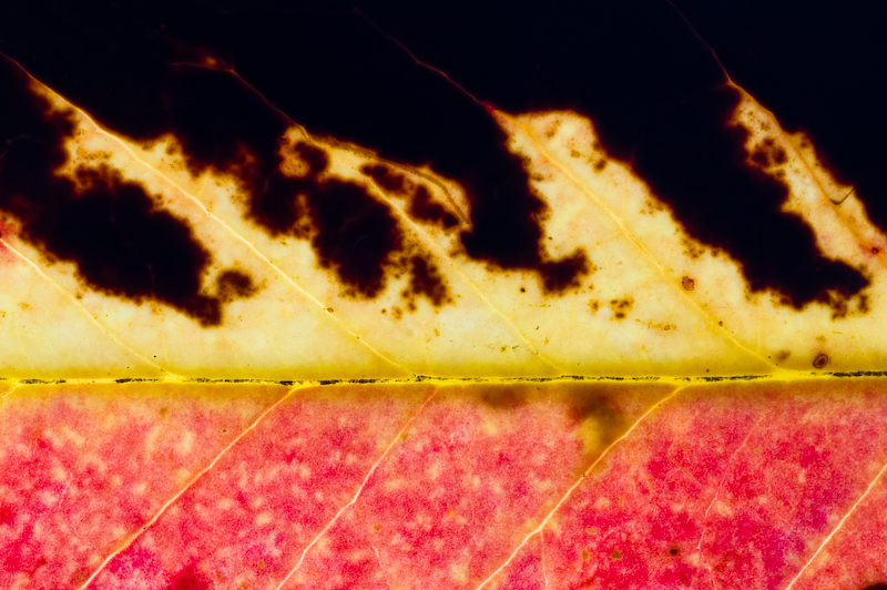 Leucothoe
