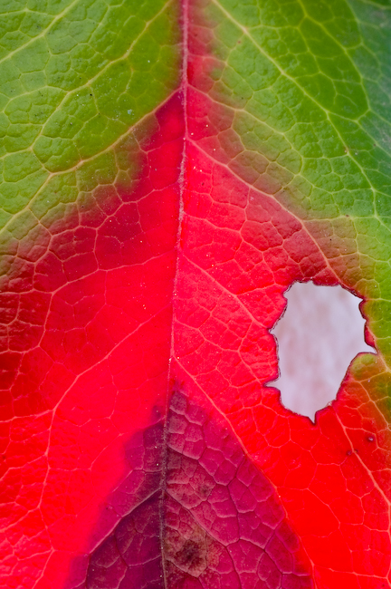 Oregon Grape II