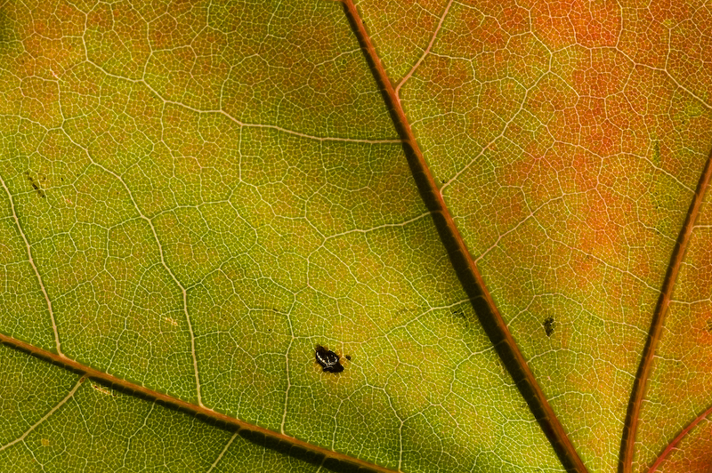 Maple I