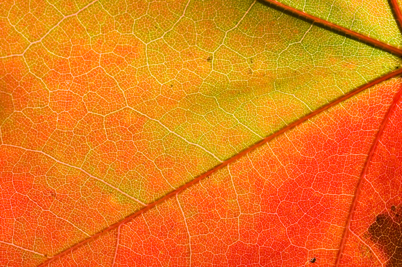 Maple II
